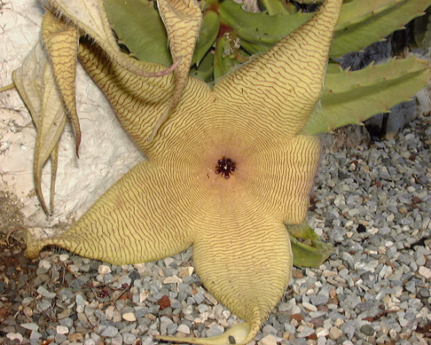 Pépinière Palmaris Stapelia gigantea