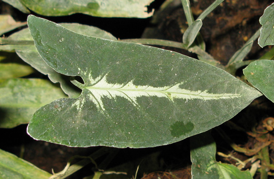 Pépinière Palmaris  Syngonium wendlandii