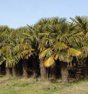 Pépinière Palmaris Trachycarpus fortunei