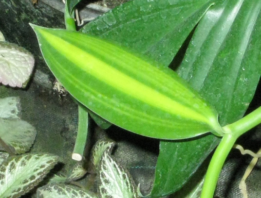 Pépinière Palmaris Vanilla planifolia variegata