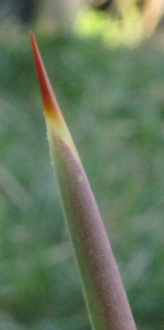 Pépinière Palmaris Yucca aloifolia atkinsi 