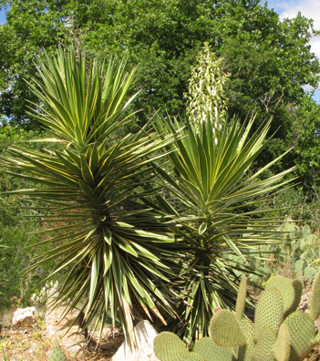 Pépinière Palmaris Yucca aloifolia marginata  