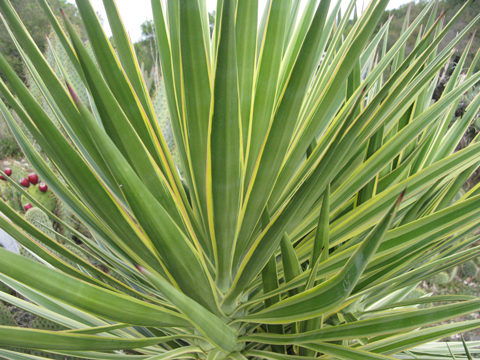 Pépinière Palmaris Yucca aloifolia marginata