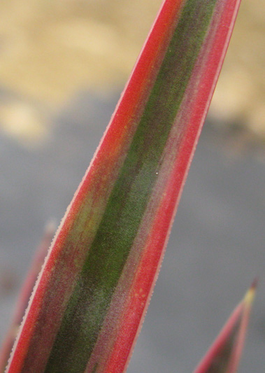Pépinière Palmaris Yucca aloifolia marginata tricolor
