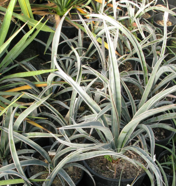 Pépinière Palmaris Yucca baccata