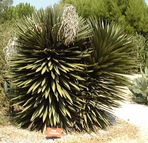 Pépinière Palmaris Yucca carnerosana  Ponteilla