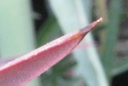 Pépinière Palmaris Yucca desmetiana