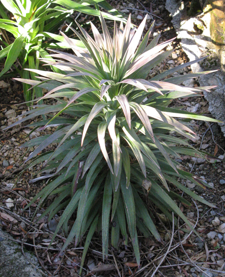 Pépinière Palmaris Yucca desmetiana Lespinet