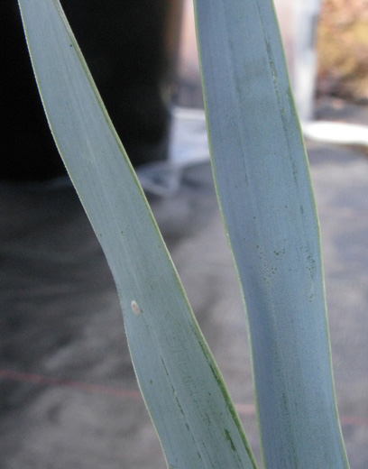 Pépinière Palmaris Yucca elata