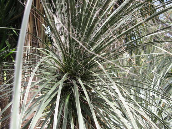 Pépinière Palmaris Yucca elata Valencia