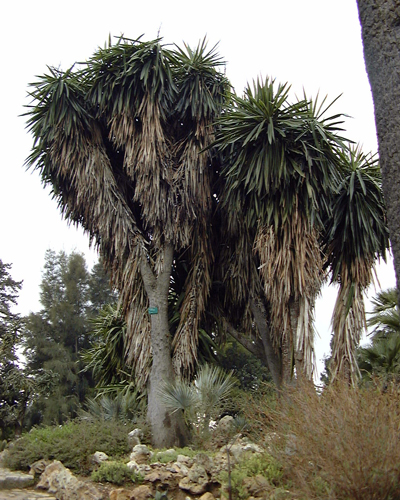 Pépinière Palmaris Yucca elephantipes Hyères