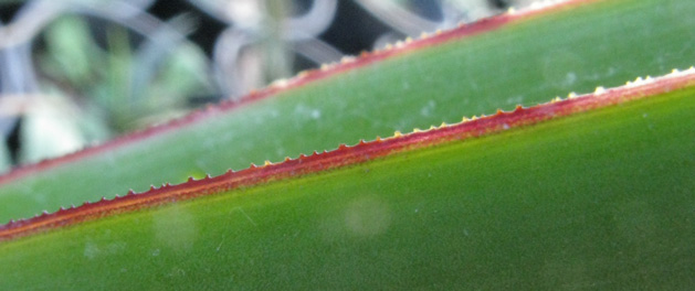 Pépinière Palmaris Yucca faxoniana