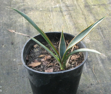 Pépinière Palmaris Yucca faxoniana