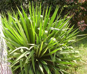 Pépinière Palmaris Yucca filamentosa 
