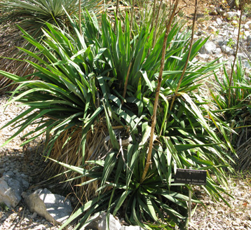Pépinière Palmaris Yucca filamentosa 