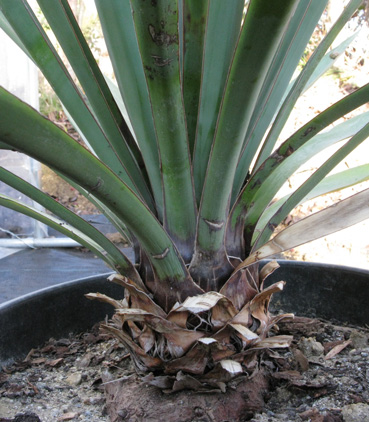 Pépinière Palmaris Yucca schottii