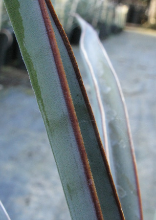 Pépinière Palmaris Yucca torreyi