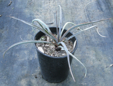 Pépinière Palmaris Yucca torreyi