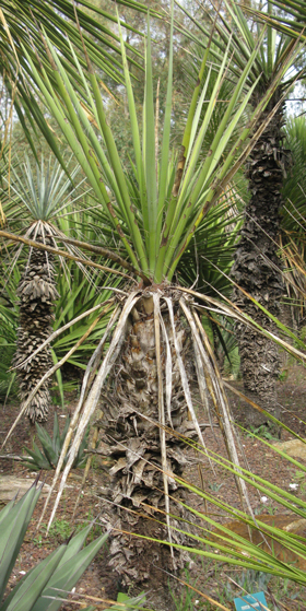 Pépinière Palmaris Yucca torreyi Lalonde