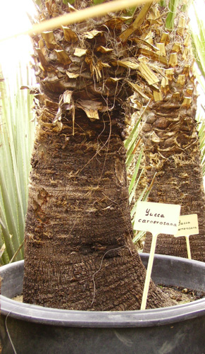Pépinière Palmaris Yucca carnerosana 