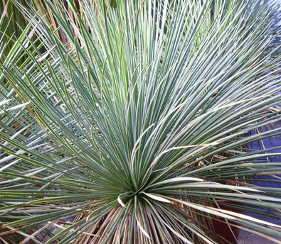 Pépinière Palmaris Yucca linearifolia